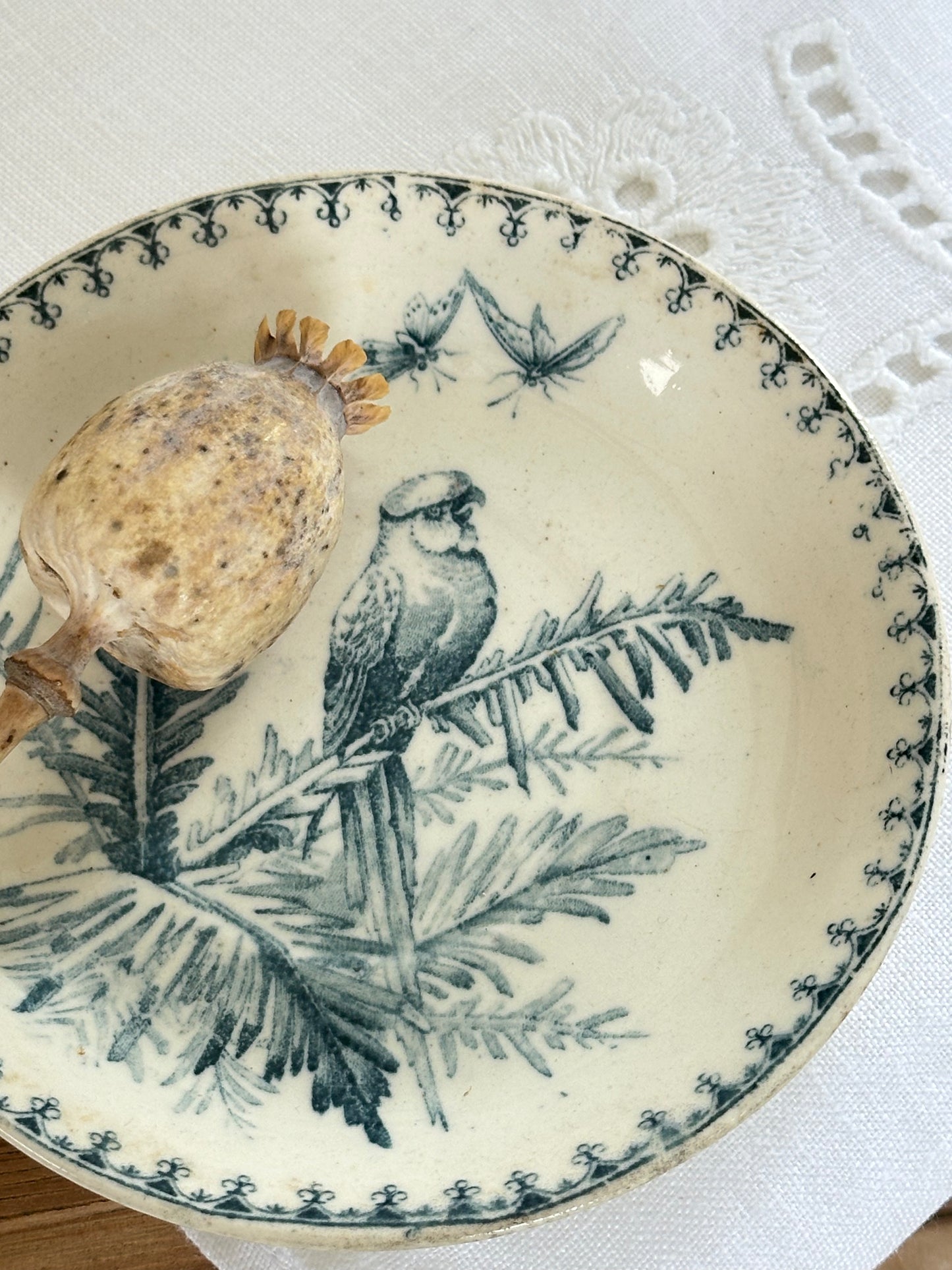 Petite coupelle Perruche KG Luneville